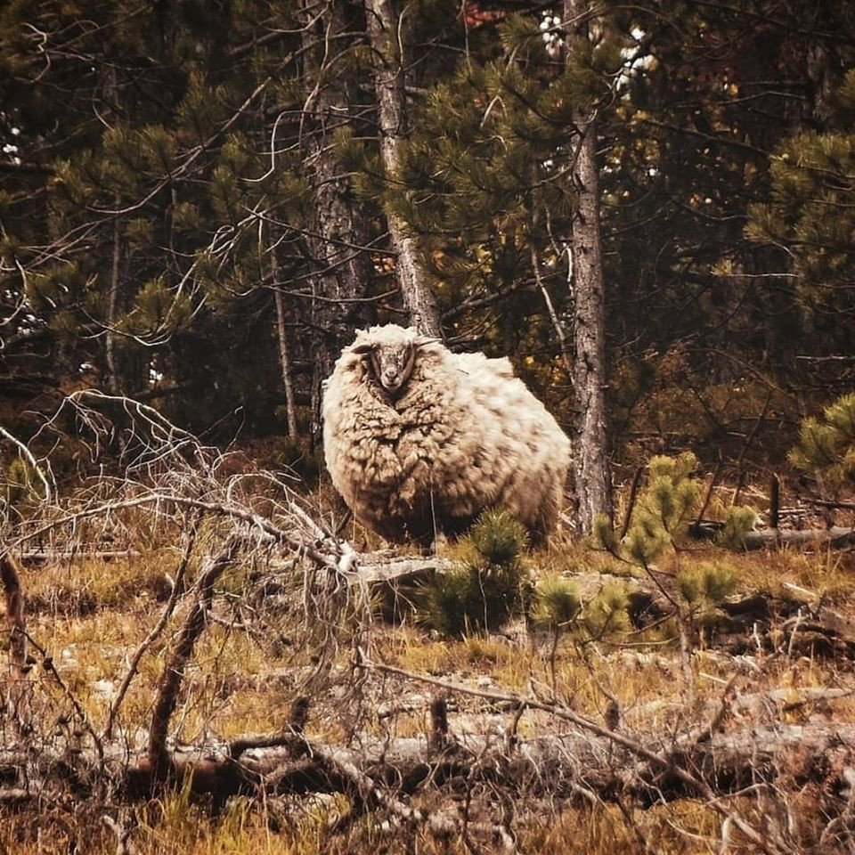 Nó không chỉ lang thang trong rừng sâu, núi cao, còn thi thoảng đến bên vệ đường để ngắm xe cộ qua lại.