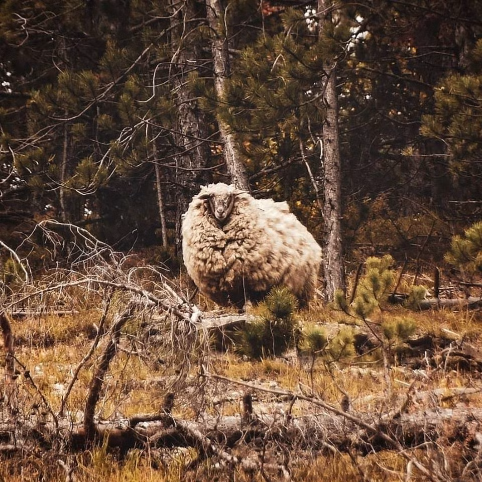 Nó không chỉ lang thang trong rừng sâu, núi cao, còn thi thoảng đến bên vệ đường để ngắm xe cộ qua lại.