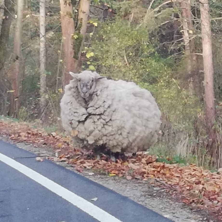 Người dân địa phương cho biết, con cừu sống lang thang một thân một mình trong khu rừng ở thung lũng suốt 5 năm qua.