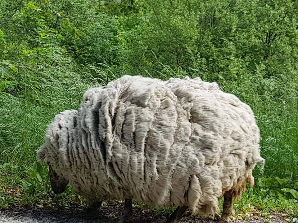 Mới đây, khi Maggie trở nên nổi tiếng hơn, có nhiều người theo dõi hơn, một người chăn cừu địa phương có tên là Gerhard Schuh đã bày tỏ lo ngại cho con cừu.