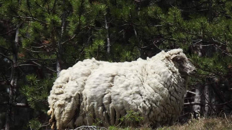 Anh cho rằng, vì có bộ lông rất dày, mà lông cừu lại thấm nước, Maggie dễ dàng bị bệnh, cũng dễ bị mắc kẹt trong bụi rậm và chết đói.