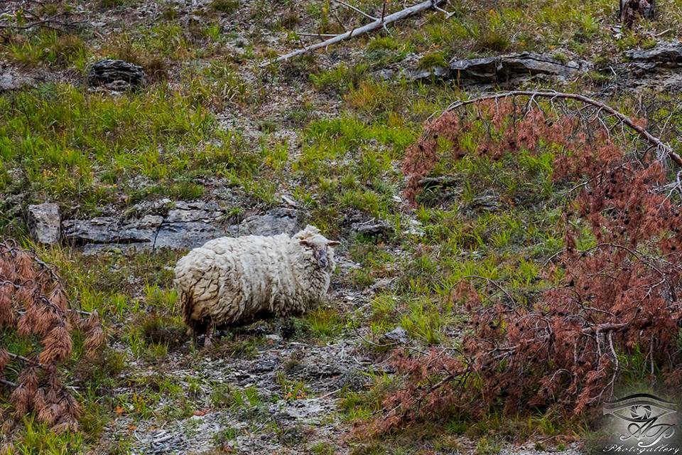 Anh còn tạo ra một trang fanpage cho Maggie và thi thoảng sẽ cập nhật hình ảnh của nó.