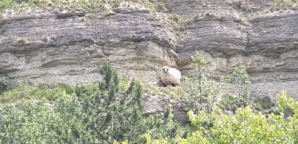 Tuy nhiên, cũng nhờ bộ lông hôi thối kinh dị này, cừu Maggie đã thoát chết nhiều lần.