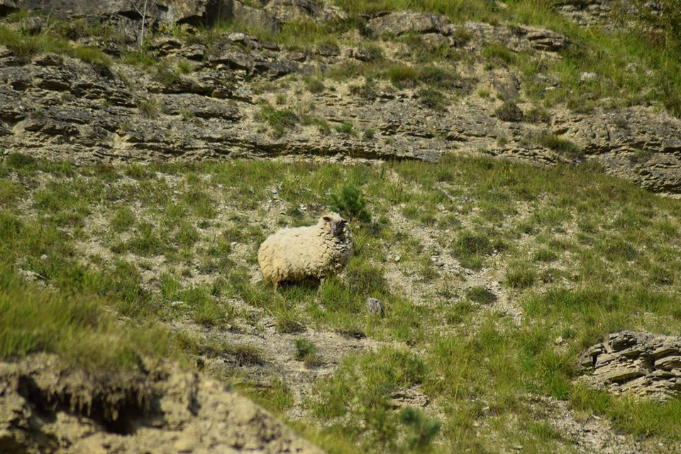 Không giống như những động vật hoang dã khác rất nhút nhát, con cừu hoang dã Maggie dường như đã quen với sự tiếp xúc, tương tác của con người.