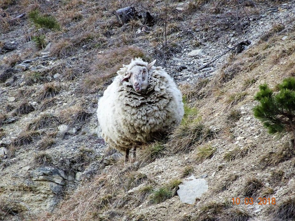 Theo thông tin đăng tải, mới đây, tại thung lũng Jonas ở Ilm-Kreis, Thuringia, Đức, người ta phát hiện một con cừu hoang dã có bộ lông cực dày.