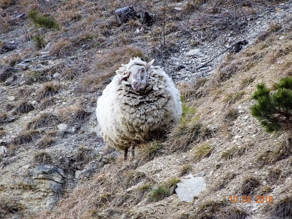 Theo thông tin đăng tải, mới đây, tại thung lũng Jonas ở Ilm-Kreis, Thuringia, Đức, người ta phát hiện một con cừu hoang dã có bộ lông cực dày.