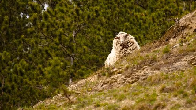 Một cư dân địa phương có tên là Christin Bayer đã đặt tên cho con cừu kỳ lạ này là Maggie.