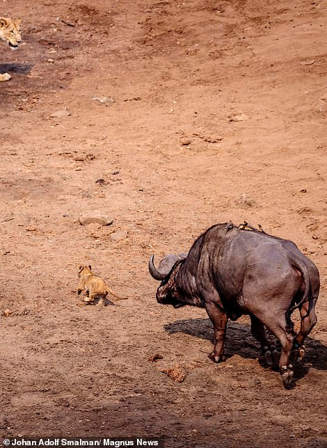 Theo Johan, khi những con sư tử đang ăn thịt một con trâu rừng mà cả đàn đã hợp lực săn giết trước đó, đột nhiên một con trâu rừng hung hãn xuất hiện.