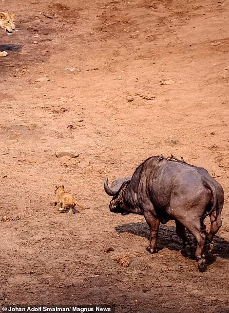 Theo Johan, khi những con sư tử đang ăn thịt một con trâu rừng mà cả đàn đã hợp lực săn giết trước đó, đột nhiên một con trâu rừng hung hãn xuất hiện.