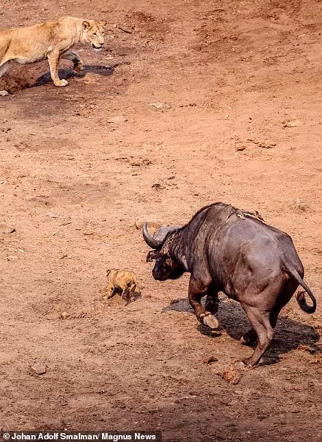 Dường như muốn trả thù cho đồng loại của mình, trâu rừng phóng thẳng về phía đàn sư tử. Đúng lúc đó, một bé sư tử con đang đứng hoang mang trên đường đi, hoàn toàn không biết rằng nguy hiểm chết người đang đến gần.