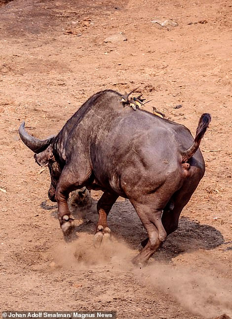 Theo tìm hiểu, trâu rừng châu Phi là loài trâu lớn nhất trên lục địa, có thể nặng gần một tấn, sừng dài và cực chắc khỏe. Chúng có thể dễ dàng húc tung một con sư tử trưởng thành lên không trung, hoặc giẫm đạp dưới chân.