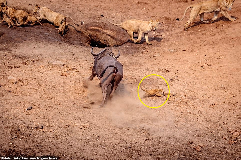 Sau màn nguy hiểm cận kề, sư tử con cố gắng lấy lại thăng bằng và dùng hết tốc lực chạy về phía mẹ.