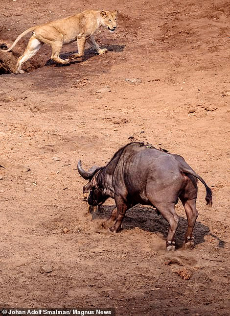 Nếu như đúng vào đường chạy của trâu rừng, sư tử con chắc chắn sẽ chết không thể nghi ngờ. Bởi lúc đó, sư tử mẹ cũng đứng quá xa, không thể ứng cứu con mình.