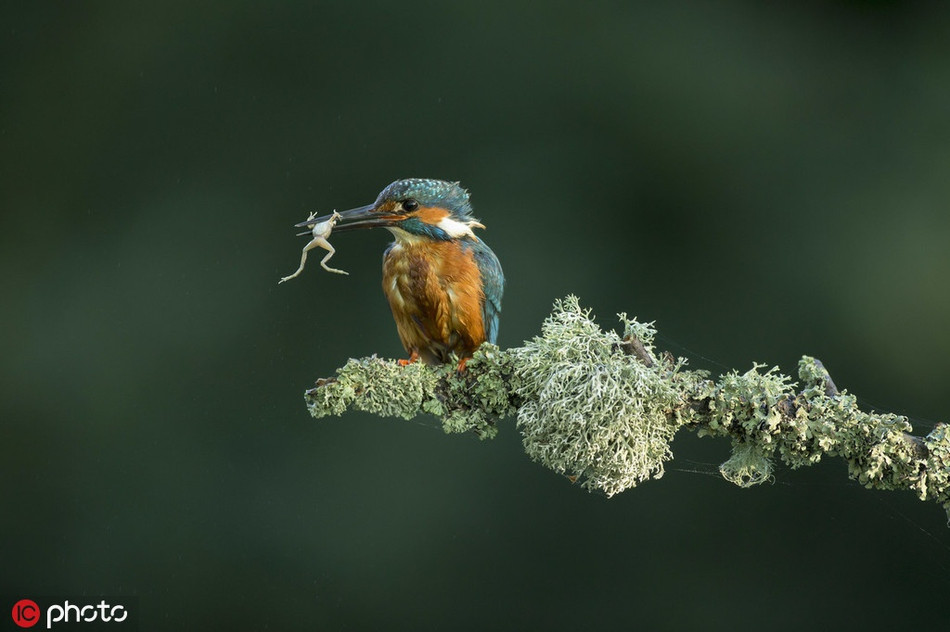 Thậm chí, chim bói cá còn là một trong những loài chim có tỷ lệ săn mồi thành công rất cao trong thế giới loài chim.
