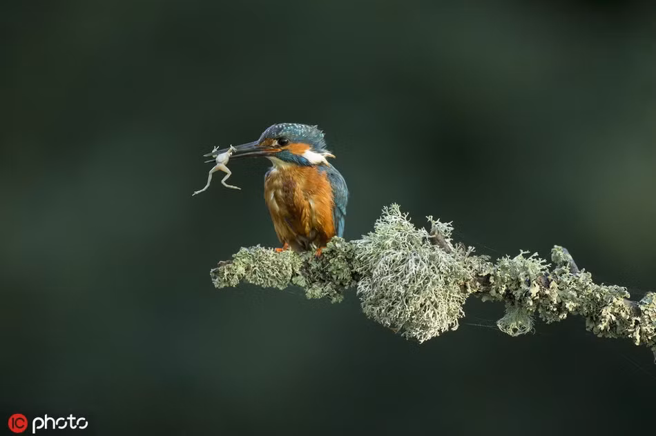 Thậm chí, chim bói cá còn là một trong những loài chim có tỷ lệ săn mồi thành công rất cao trong thế giới loài chim.