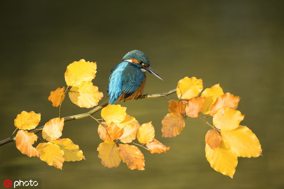 Chúng thích cá có chiều dài khoảng 23 mm, nhưng vẫn có thể xử lý bất cứ thứ gì dài tới 80mm.