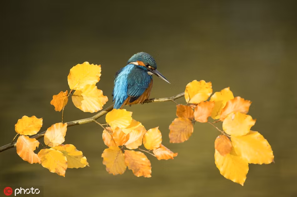 Chúng thích cá có chiều dài khoảng 23 mm, nhưng vẫn có thể xử lý bất cứ thứ gì dài tới 80mm.