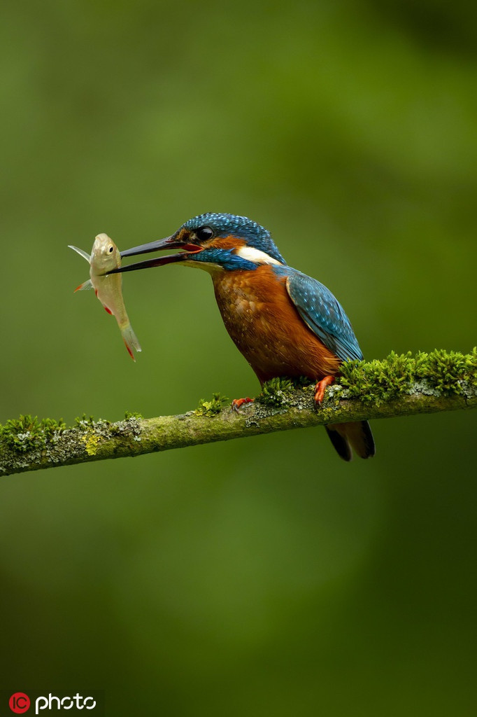 Theo nhiếp ảnh gia, chim bói cá là một loài chim vô cùng thú vị.