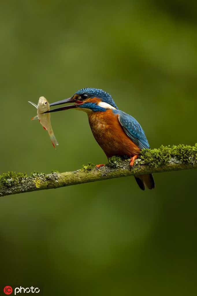 Theo nhiếp ảnh gia, chim bói cá là một loài chim vô cùng thú vị.