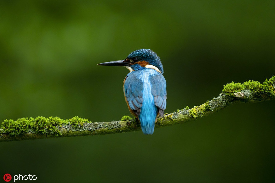 Chúng rất nhỏ nhắn, màu sắc cũng bắt mắt, khó ngụy trang vào môi trường xung quanh, thế nhưng tài săn mồi của loài chim bé nhỏ này không thể khinh thường.
