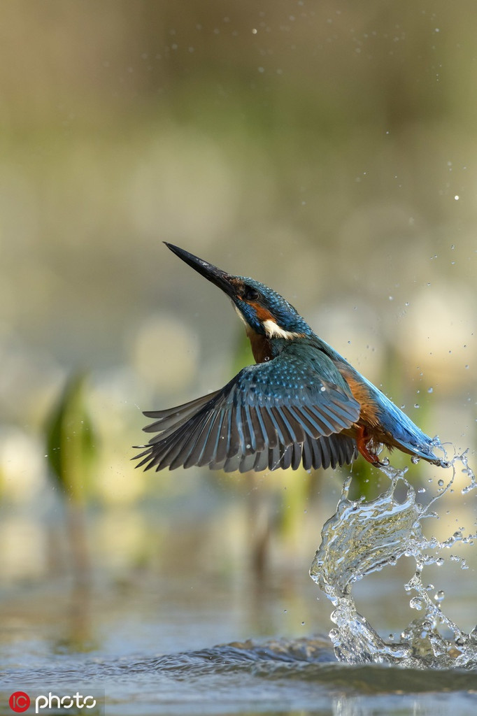 Với đôi mắt tinh tường kết hợp cùng tốc độ nhanh như một tia sét, chim bói cá hiếm khi để trượt con mồi. Nói cách khác, con mồi bị chim bói cá nhắm trúng có tỷ lệ sống sót cực thấp.