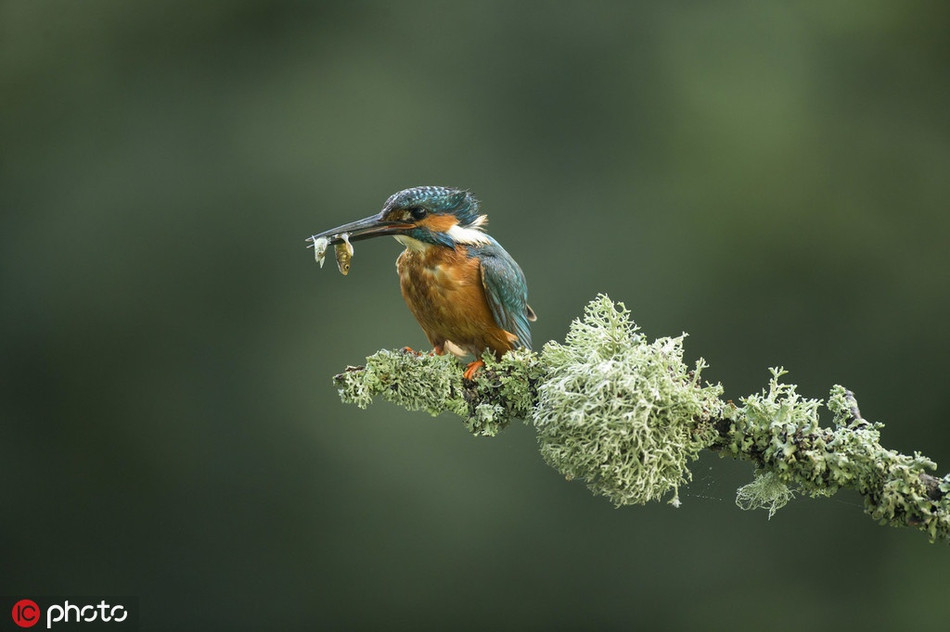 Theo tìm hiểu, chim bói cá ăn chủ yếu là cá như cá mỏ và cá gai, nhưng chúng cũng ăn ếch, nhái nhỏ, côn trùng thủy sinh, tôm nước ngọt và nòng nọc v.v … để tăng cường chế độ ăn uống.