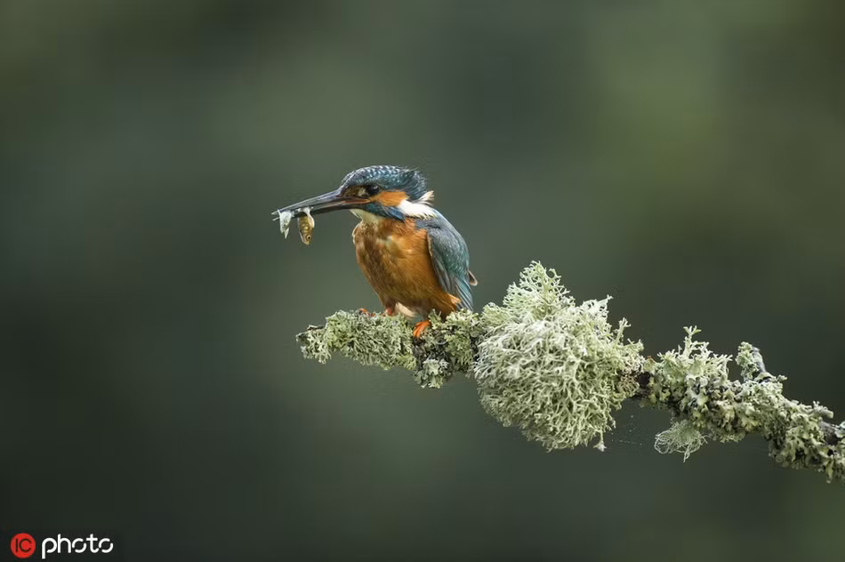 Theo tìm hiểu, chim bói cá ăn chủ yếu là cá như cá mỏ và cá gai, nhưng chúng cũng ăn ếch, nhái nhỏ, côn trùng thủy sinh, tôm nước ngọt và nòng nọc v.v … để tăng cường chế độ ăn uống.