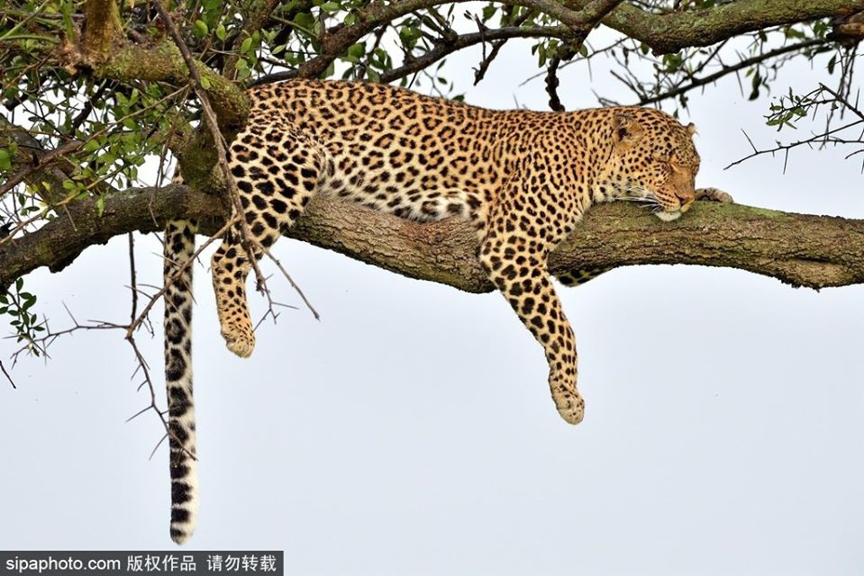 An no, ngu ky, bao hoa mai ngu cheo leo 