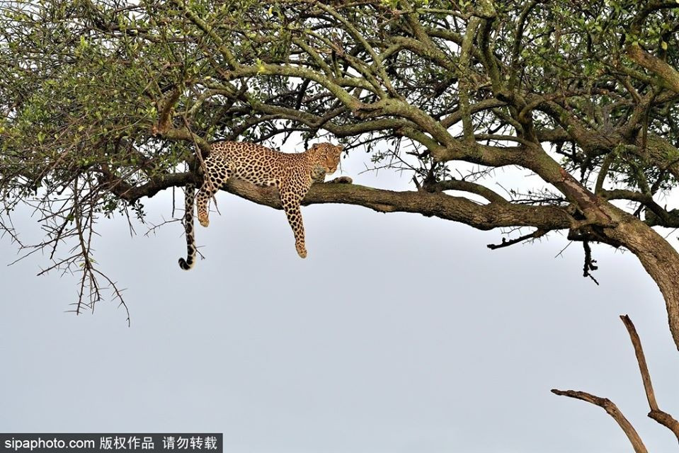 An no, ngu ky, bao hoa mai ngu cheo leo 