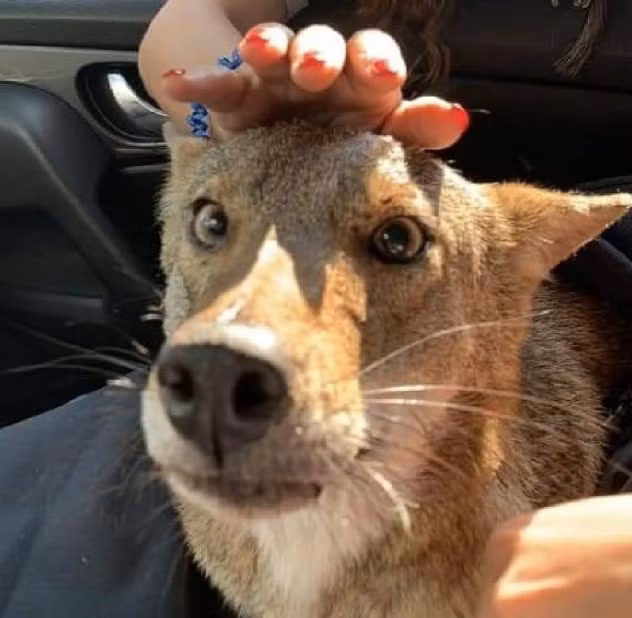 Nhan nuoi cho lang thang, 