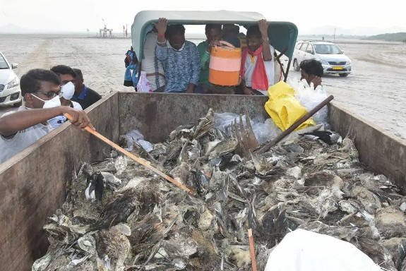 Thế nhưng từ tuần trước, người dân địa phương đã lên tiếng cảnh báo các nhà chức trách rằng, tại khu vực xunh quanh hồ Sambhar, hàng ngàn con chim có dấu hiệu lạ.