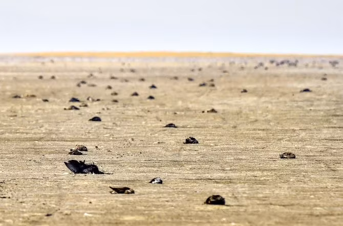 Được biết, hồ Sambhar, cách thành phố Jaipur 80km về phía tây nam, là hồ nội địa lớn nhất Ấn Độ, nơi tập trung phổ biến các loài chim di cư như chim hồng hạc, cò, chim nhạn, chim choắt, chim cà kheo cánh đen... và hàng chục loài chim khác.