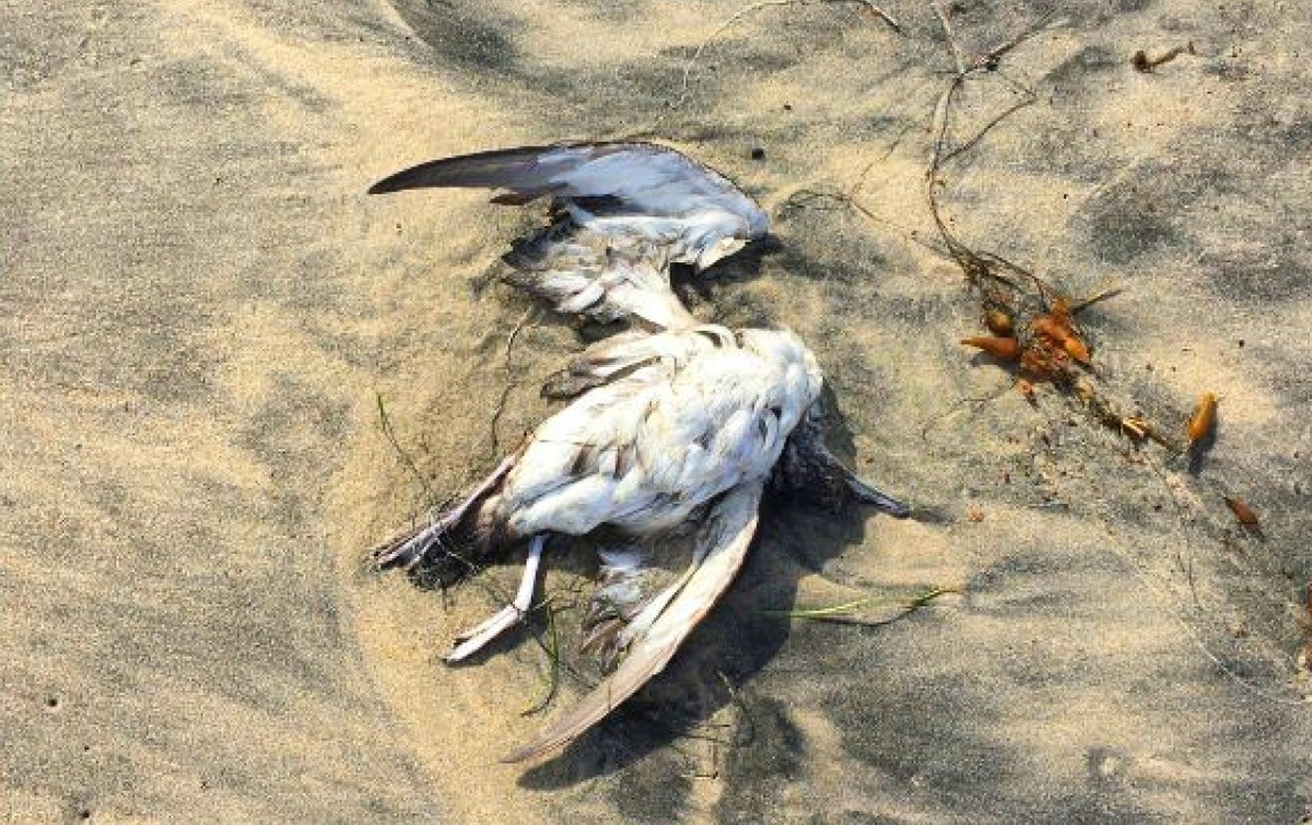 Rất nhiều giả thiết được đưa ra, có người nói rằng trận mưa đá xảy ra trước đó là nguyên nhân, có người lại cho rằng thuốc trừ sâu ở một cánh đồng gần đó đã gây ra những cái chết thương tâm của hàng ngàn con chim.