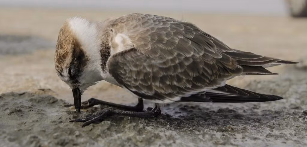 Người dân địa phương cho biết, mới đầu nhìn từ phía xa, họ còn tưởng đó là những cục phân bò.