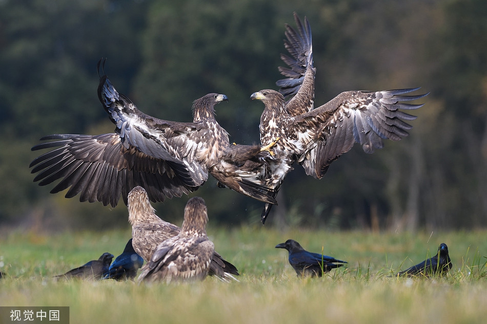 Dai bang duoi trang kich chien, qua den ung dung thuong thuc tran chien