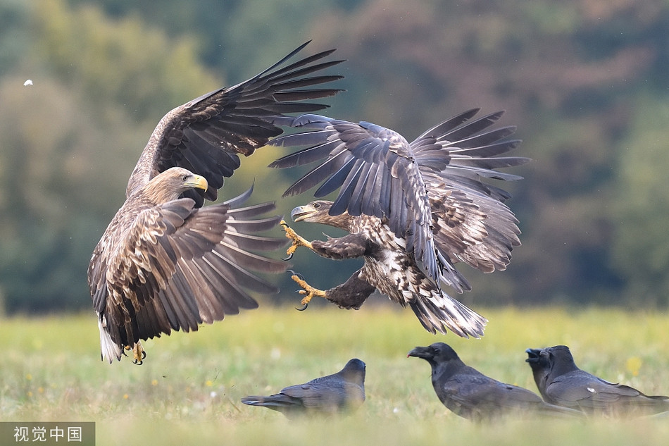 Dai bang duoi trang kich chien, qua den ung dung thuong thuc tran chien-Hinh-6