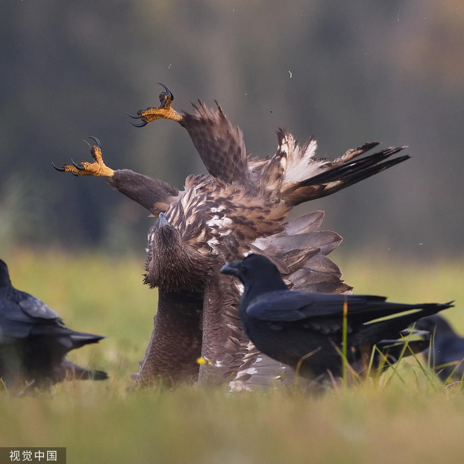 Dai bang duoi trang kich chien, qua den ung dung thuong thuc tran chien-Hinh-3