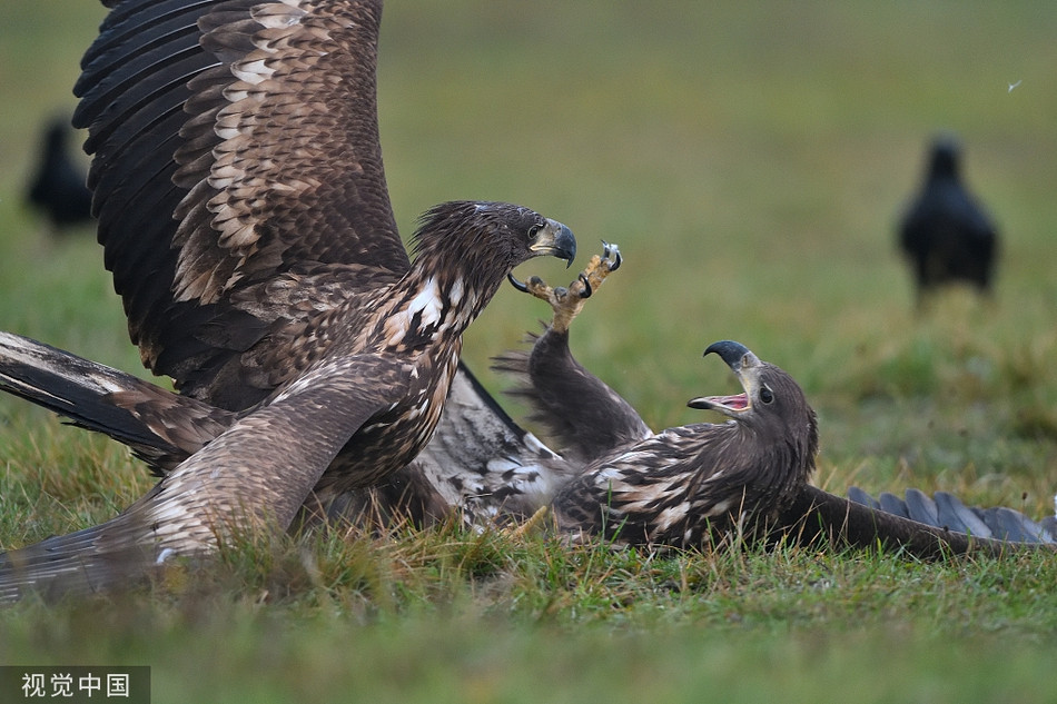 Dai bang duoi trang kich chien, qua den ung dung thuong thuc tran chien-Hinh-4