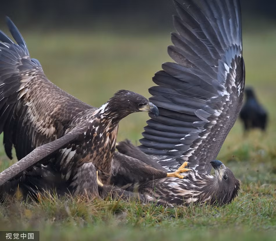 Đại bàng đuôi trắng kịch chiến, quạ đen ung dung thưởng thức trận chiến - Hình 5 Dai bang duoi trang kich chien, qua den ung dung thuong thuc tran chien-Hinh-5