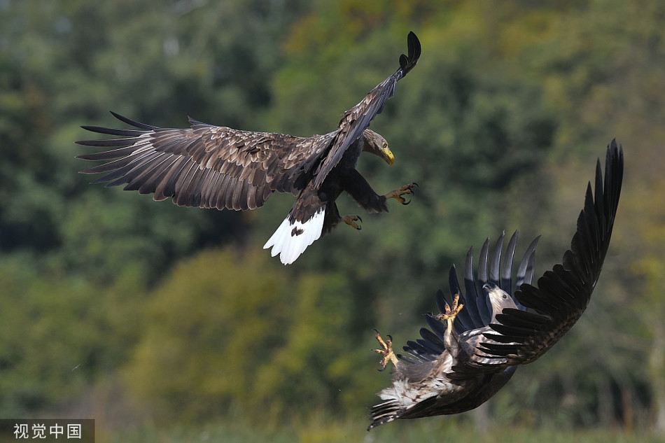 Dai bang duoi trang kich chien, qua den ung dung thuong thuc tran chien-Hinh-2