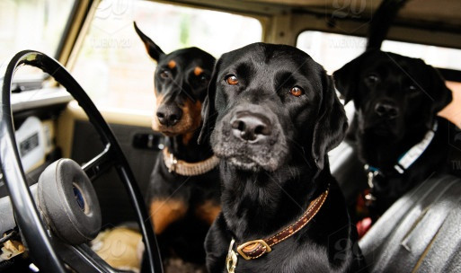 Choang vang cho nhay len o to chu nhan, lai vong quanh doa nguoi