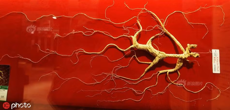 Nhân sâm vua "Quang Minh Chính Đại" gần 6 tỷ đồng có gì đặc biệt? - Hình 2 Nhan sam vua