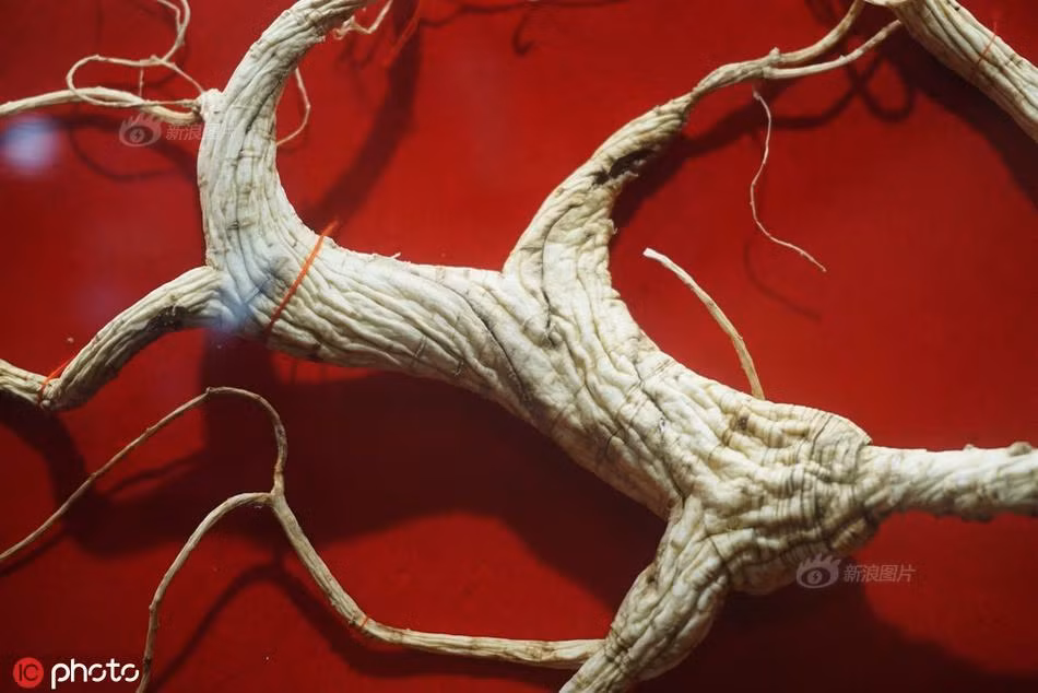 Nhân sâm vua "Quang Minh Chính Đại" gần 6 tỷ đồng có gì đặc biệt? - Hình 4 Nhan sam vua