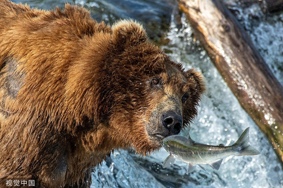 Gau nau hoang da phan khich tot do khi vao mua ca hoi-Hinh-4