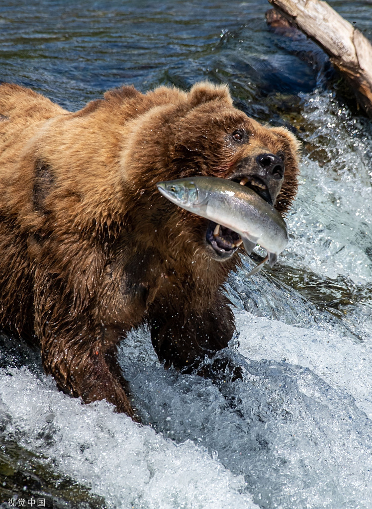 Gau nau hoang da phan khich tot do khi vao mua ca hoi-Hinh-5