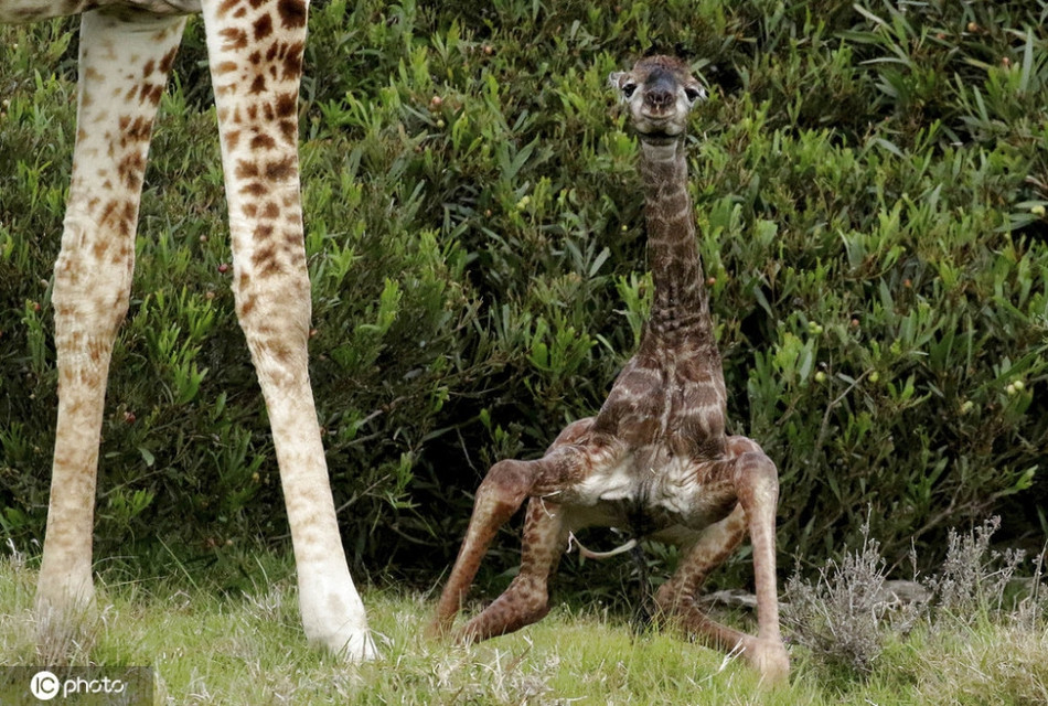 Khoanh khac ky dieu ma nguy hiem trung trung cua huou cao co-Hinh-2