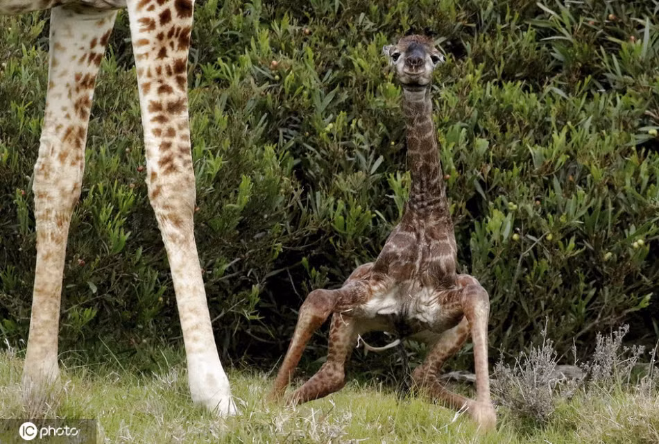 Khoảnh khắc kỳ diệu mà nguy hiểm trùng trùng của hươu cao cổ - Hình 2 Khoanh khac ky dieu ma nguy hiem trung trung cua huou cao co-Hinh-2