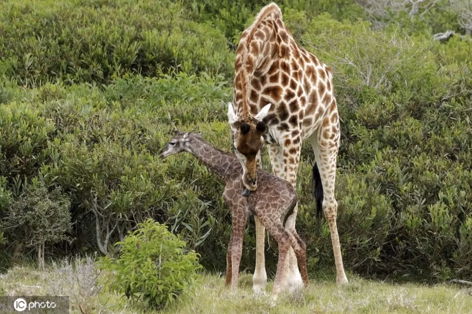 Khoảnh khắc kỳ diệu mà nguy hiểm trùng trùng của hươu cao cổ - Hình 3 Khoanh khac ky dieu ma nguy hiem trung trung cua huou cao co-Hinh-3
