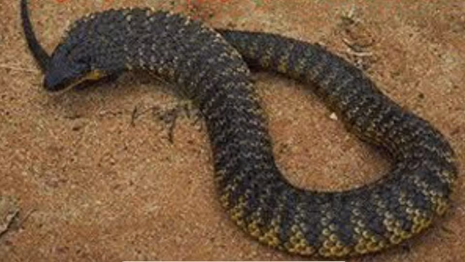 Pha dam doi ran doc nhat TG an ai, co gai thoat chet than ky-Hinh-2