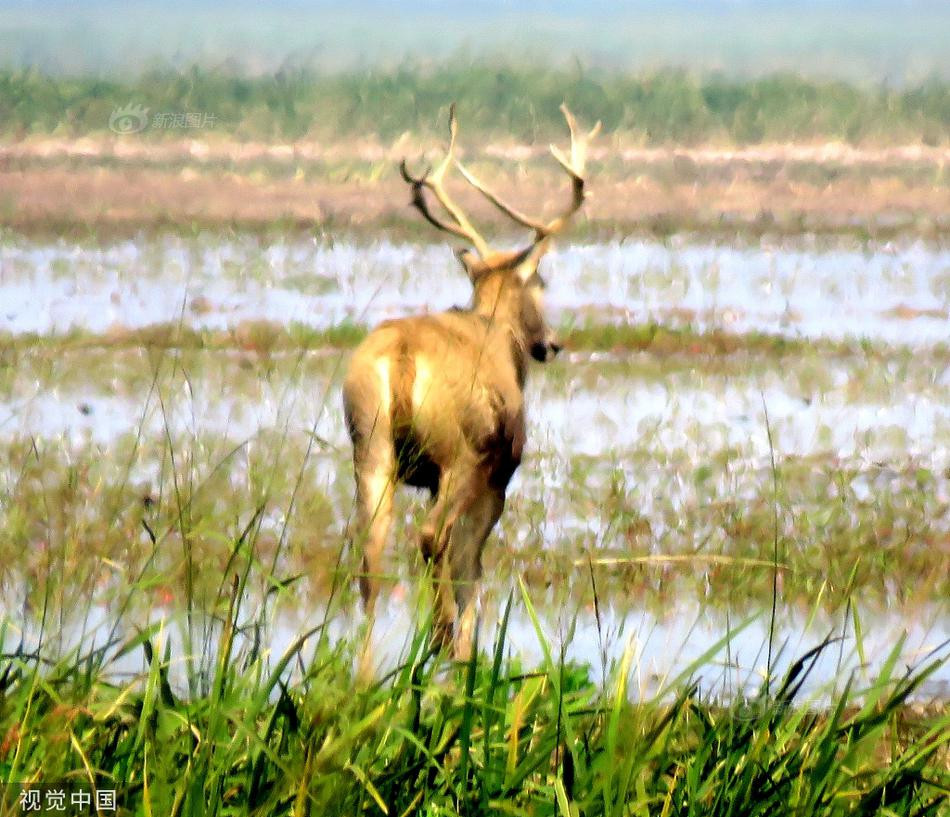 Luoi tom 15kg cuon chat dau, huou duc hoang loan-Hinh-6